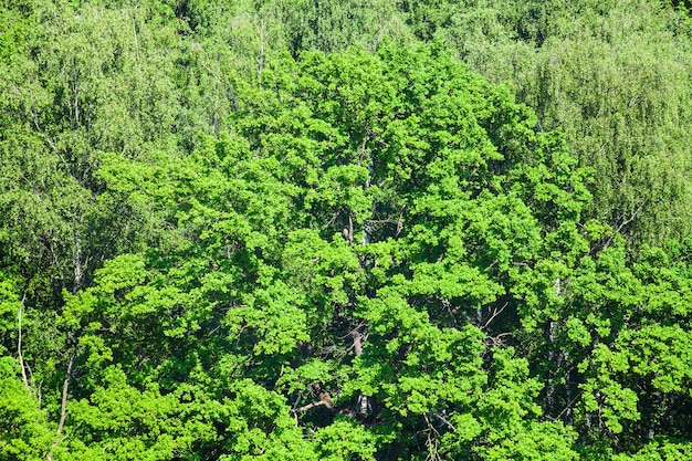 日当たりの良い夏の日に緑の森の樫の木