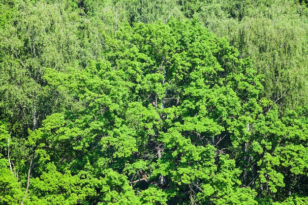 Oak tree in green forest in sunny summer day