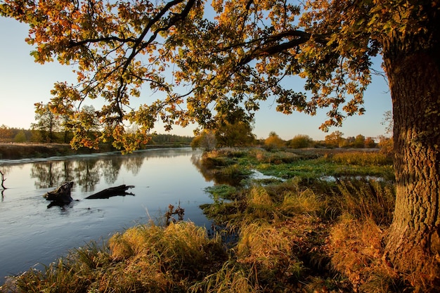 An oak tree hanging over the water of a river on a early autumn morning