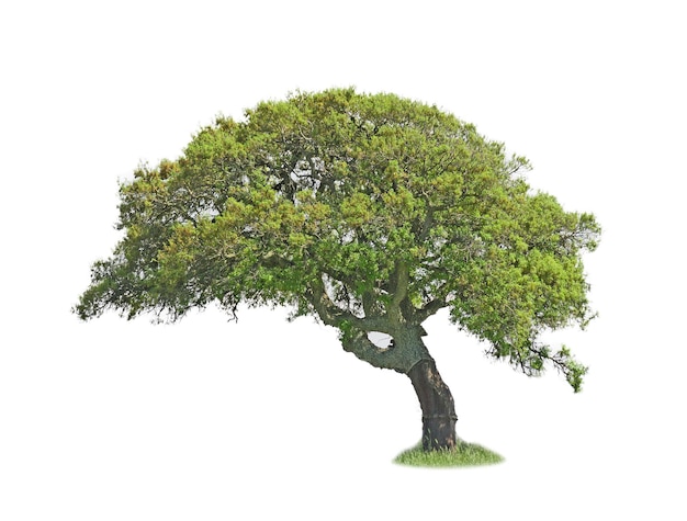 Oak tree isolated on white background