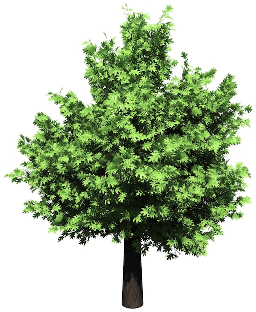 Oak tree isolated