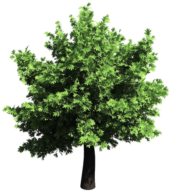 Oak tree isolated