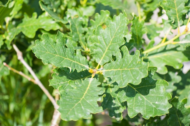 Oak tree leave closeup