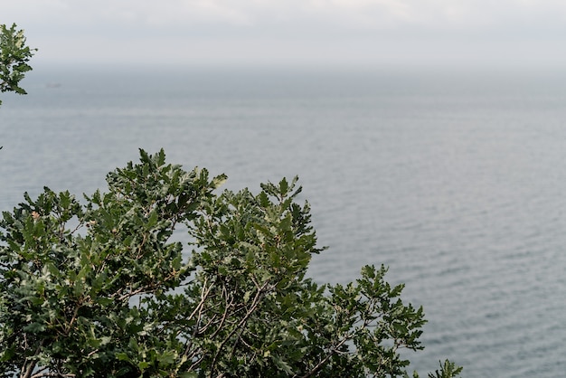 Foto foglie di quercia sullo sfondo del mare