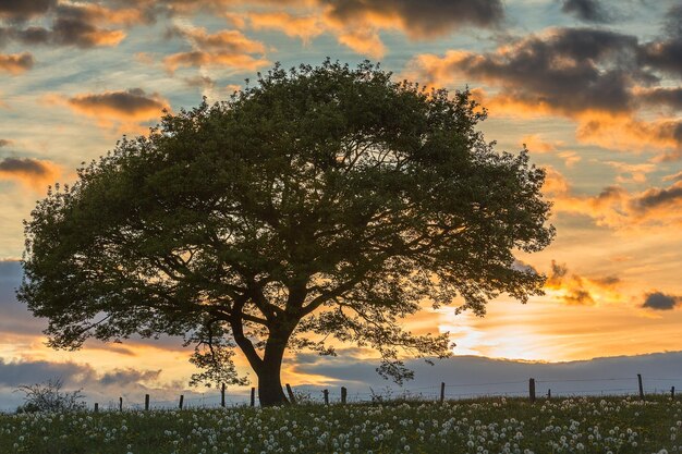 oak tree on meadow at orange sunset blue hour with cloudy Sky