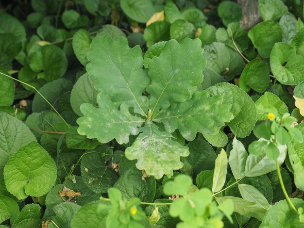 オークの木（Quercus robur）の苗木