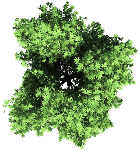 Oak tree top view isolated