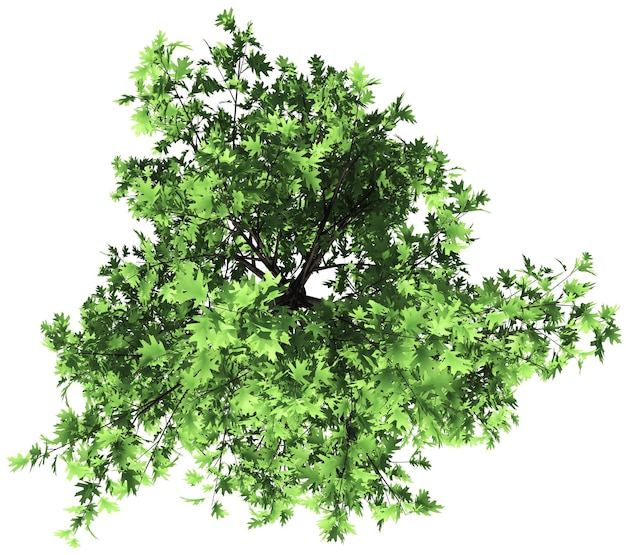 Oak tree top view isolated