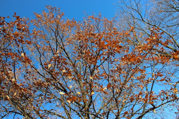 明るい青空を背景にいくつかの枝に茶色の葉を持つオークの木