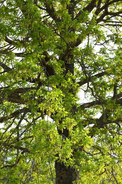 Oak tree with flowering branches in spring