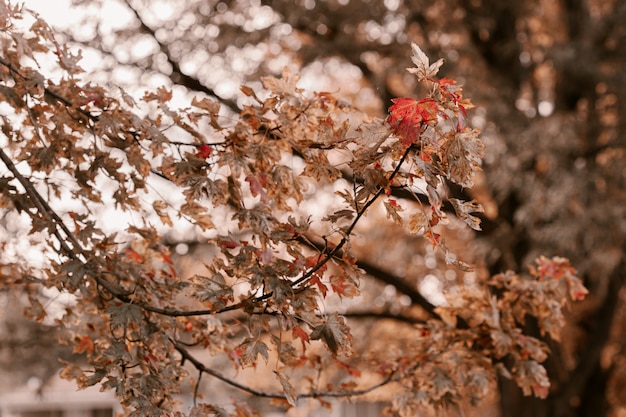 写真 赤、オレンジ、黄色の葉のoakの木