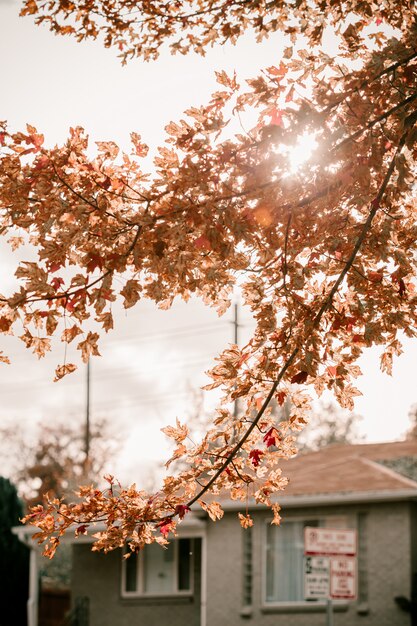 写真 赤、オレンジ、黄色の葉のoakの木