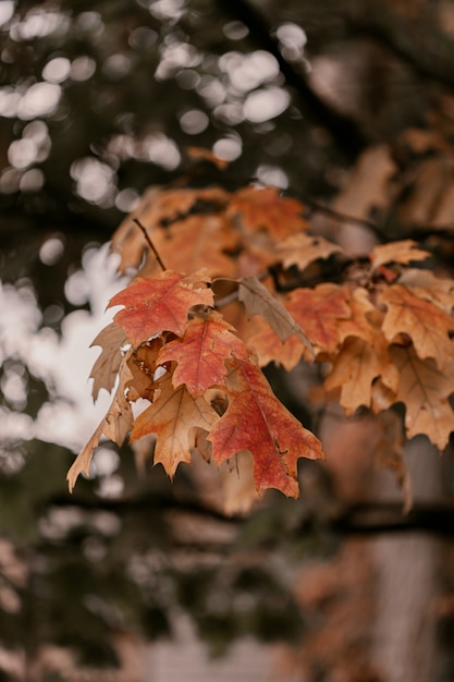 写真 赤、オレンジ、黄色の葉のoakの木