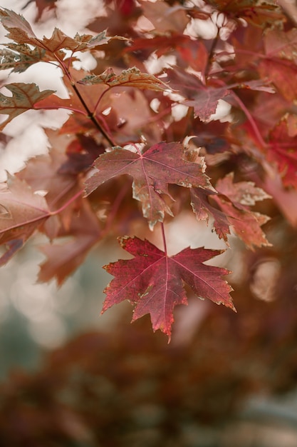 写真 赤、オレンジ、黄色の葉のoakの木