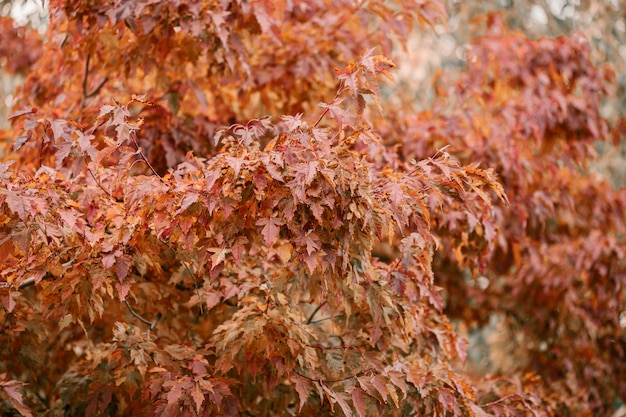 写真 赤、オレンジ、黄色の葉のoakの木