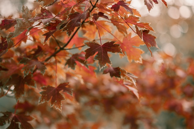 Oak tree with red, orange and yellow leaves