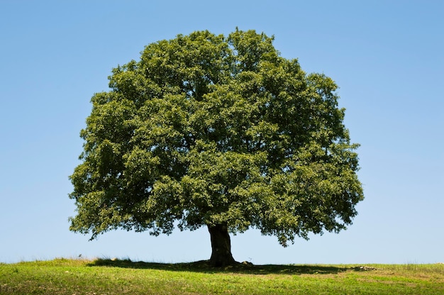 Фото oak tree