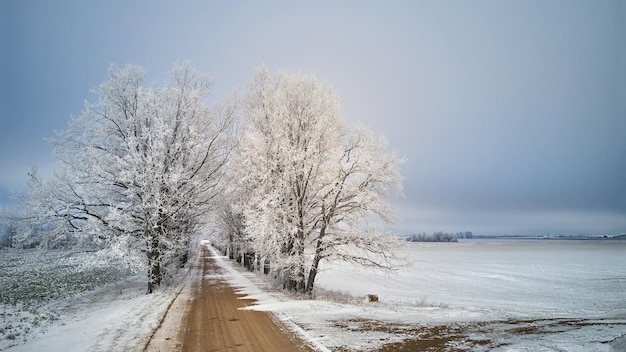 Oak trees alley in frost. winter rural dirt road. overcast\
dramatic cloudy sky. snow covered field landscape. cold weather.\
belarus