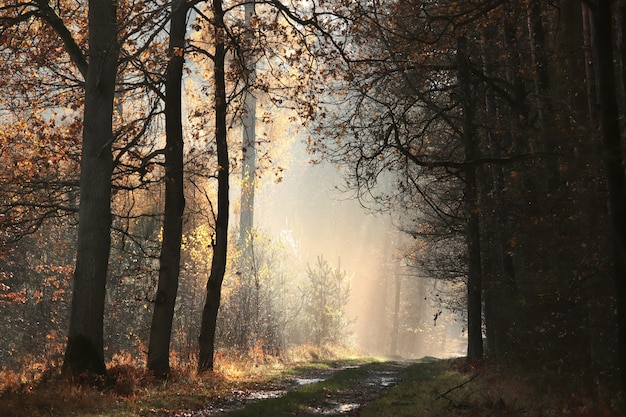 Oak trees backlit by the rising sun in a misty autumn forest