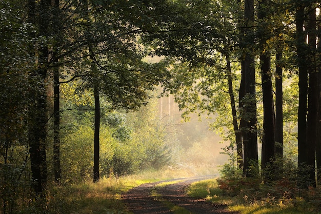 Oak trees backlit by the rising sun in a misty autumn forest