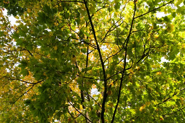 oak trees in the forest