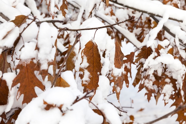 Oak trees growing in nature in winter.