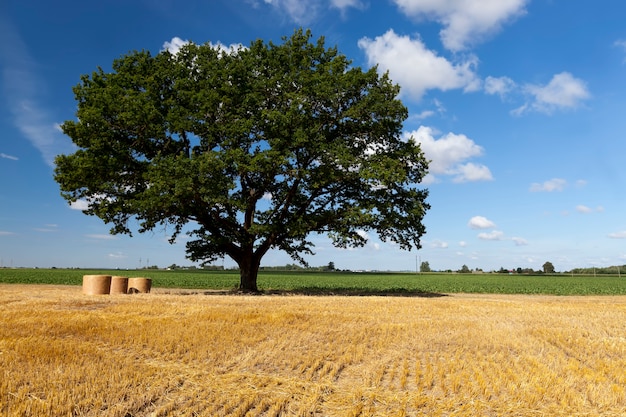 An oak with green foliage in an agricultural field