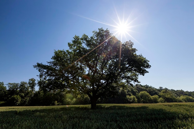 Oak with green foliage in a field with green wheat, a beautiful landscape with a lone oak tree and cereals in an agricultural field