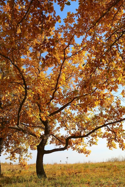 Oak with yellow leaves