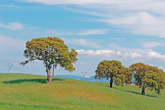 Oaks in a green field