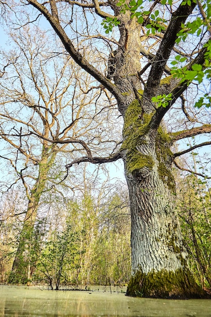 湿地の幹と緑の苔で覆われた木の枝に生える樫の木ヨーロッパの混交林