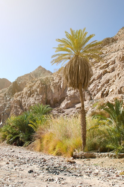 Oase in het midden van de woestijn van Sinaï in Egypte