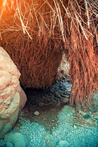 Oasis in the desert Ein Gedi nature reserve Israel Vertical image