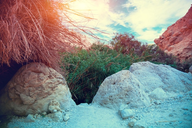 Oasis in desert Ein Gedi nature reserve Israel