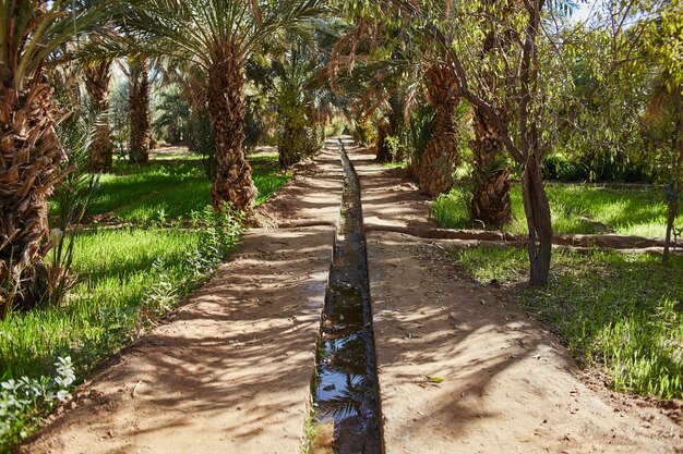 Oasis in the desert. Irrigation of land in the Sahara Sands