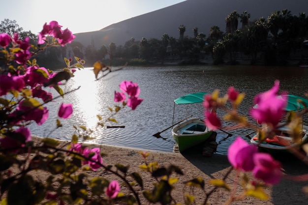 An oasis in the middle of the desert so is this small lagoon called Huacachina in Ica  Peru