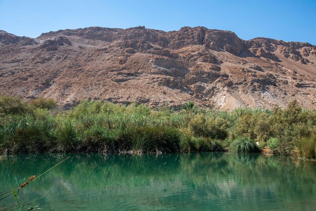 An oasis near the dead sea a tropical nature reserve in the desert einot tsukim ein feshkha south