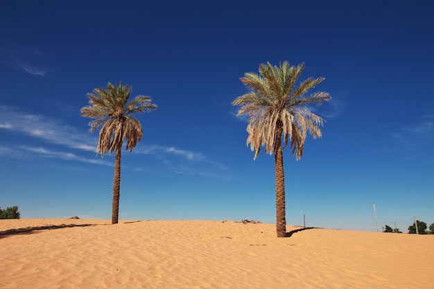 An oasis in the Sahara desert in the heart of Africa