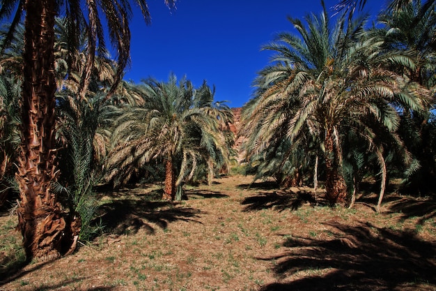 The oasis in Sahara desert, Sudan