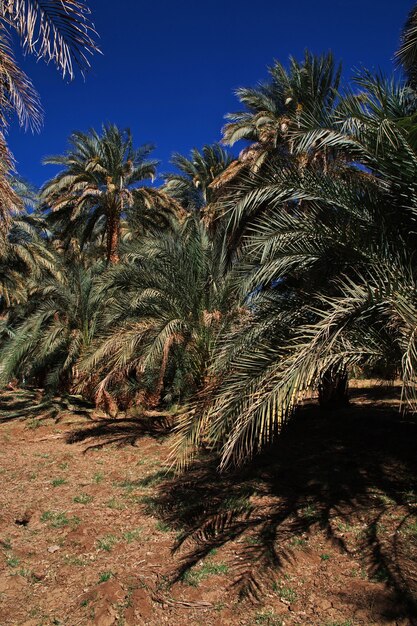 The oasis in Sahara desert of Sudan