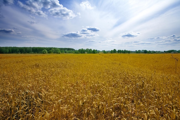 Oat field with blue sky with clouds