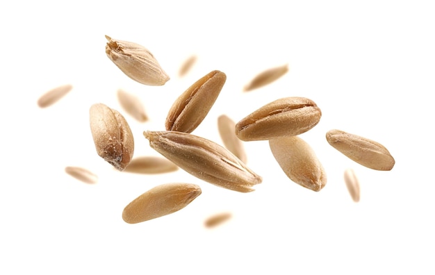 Oat grains levitate on a white background