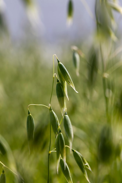 Oat plant during cultivation in the field in summer