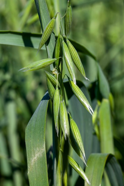 Oat plant during cultivation in the field in summer