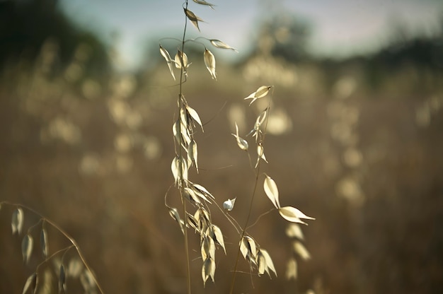 Oat Plant in a field driven by the wind ,Windy yarns, a macro detail that evokes melancholy and reflection.