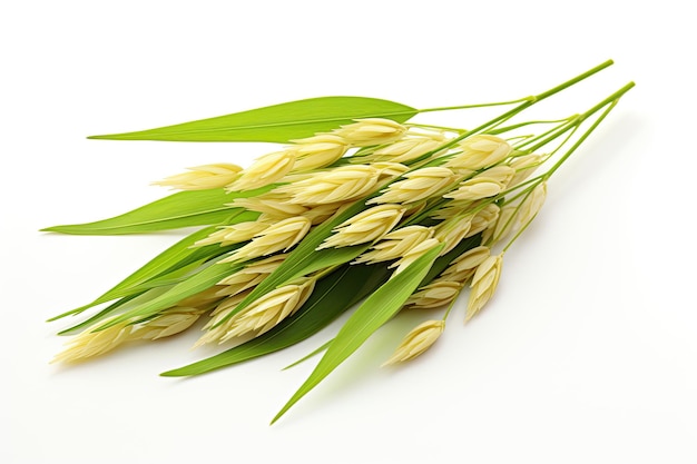 oat plant isolated on white background