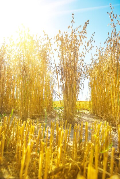 Piante di avena