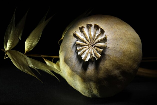 Oat and poppy seed head on black background