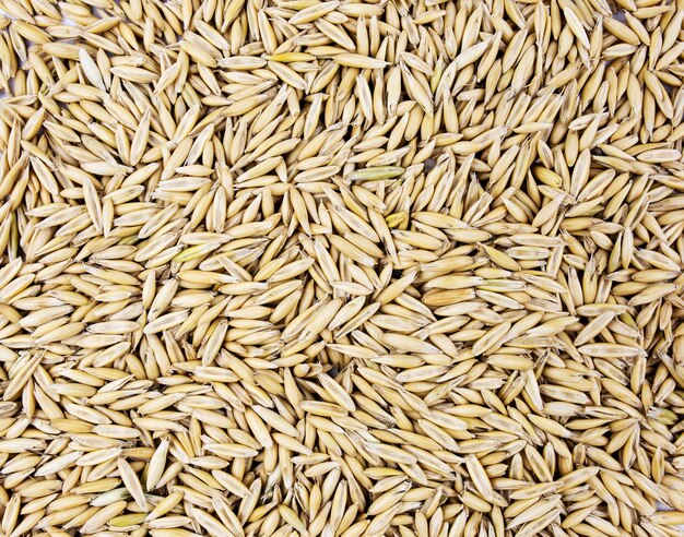 Oat seeds close up background