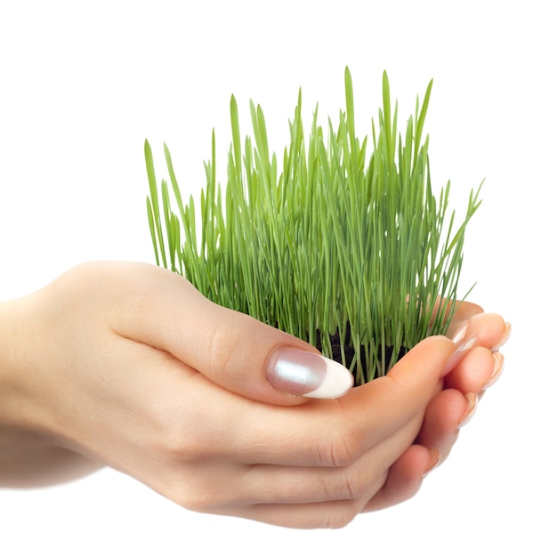 Photo oats in the hands isolated